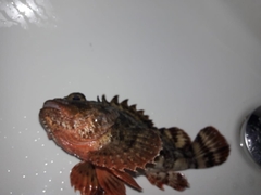 Scorpaena porcus
