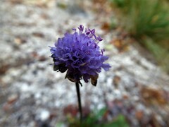 Scabiosa canescens