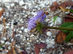 Scabiosa canescens
