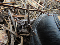 Thyreonotus bidens