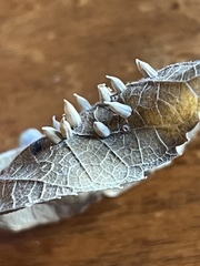 Celticecis spiniformis