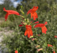 Clinopodium coccineum