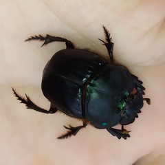 Coprophanaeus cyanescens