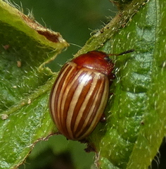 Desmogramma