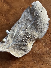 Celticecis spiniformis