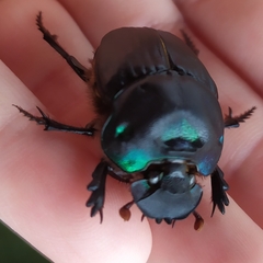 Coprophanaeus cyanescens