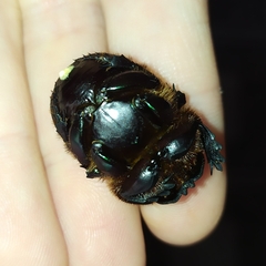 Coprophanaeus cyanescens