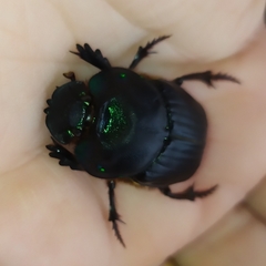 Coprophanaeus cyanescens