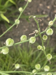 Trachyandra asperata