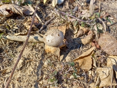 Myriostoma coliforme