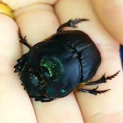 Coprophanaeus cyanescens