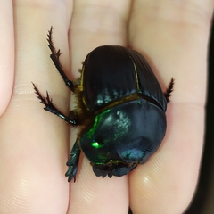 Coprophanaeus cyanescens