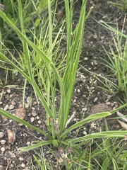 Trachyandra asperata