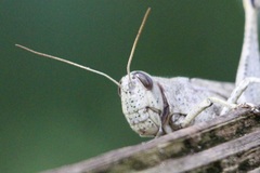 Schistocerca rubiginosa