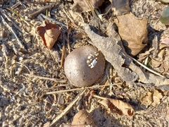 Myriostoma coliforme