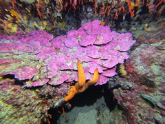 Lithophyllum stictaeforme