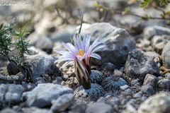 Turbinicarpus pseudopectinatus