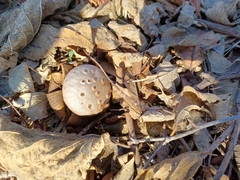 Myriostoma coliforme