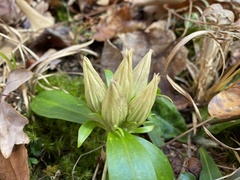 Gentiana villosa