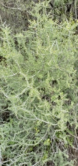Condalia spathulata