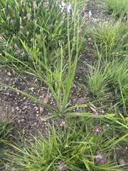 Trachyandra asperata