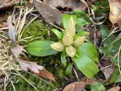 Gentiana villosa