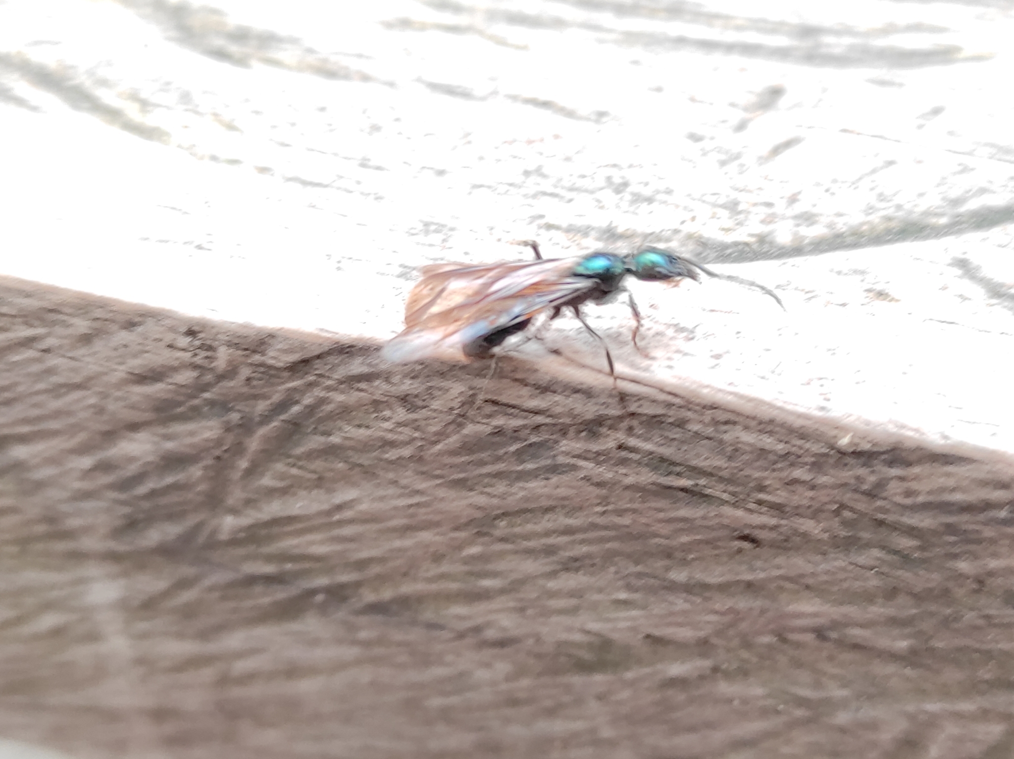 Neoponera carbonaria