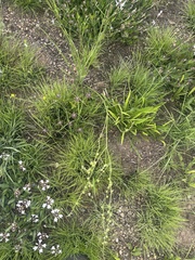 Trachyandra asperata