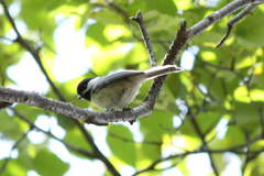 Poecile atricapillus image