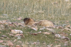 Marmota baibacina