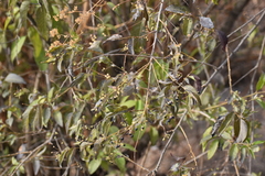 Cestrum