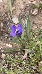Campanula parryi