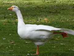 Anser anser domesticus × anser cygnoides domesticus