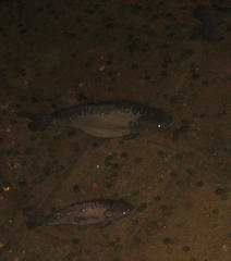 Cyprinus carpio