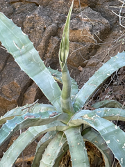 Agave sobria