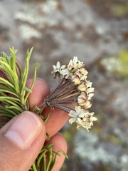 Asclepias linaria