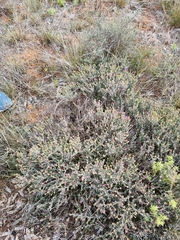 Drosanthemum hispidum