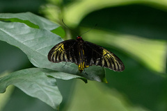 Troides amphrysus