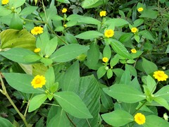 Melampodium divaricatum