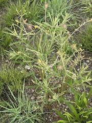 Triumfetta welwitschii