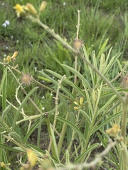 Triumfetta welwitschii