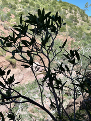 Pleradenophora bilocularis