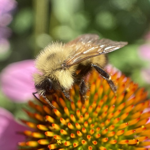 Lemon Cuckoo Bumble Bee photo 4