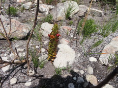 Alectra sessiliflora