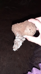 Pisolithus