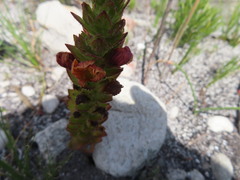 Alectra sessiliflora