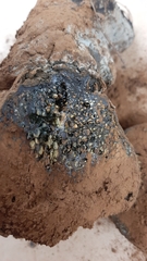 Pisolithus