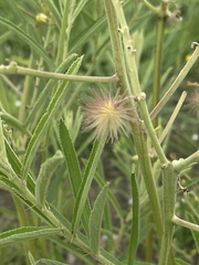 Triumfetta welwitschii