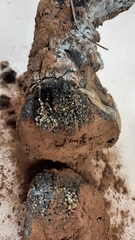 Pisolithus