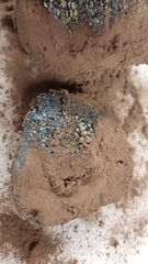 Pisolithus